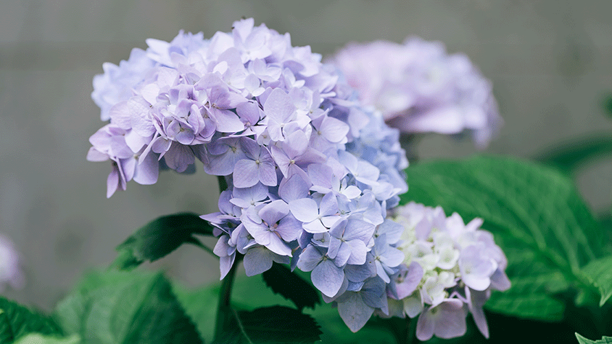 神戸市立森林植物園 森の中のあじさい散策 Frantzvoice 神戸市立森林植物園 森の中のあじさい散策 Frantzvoice